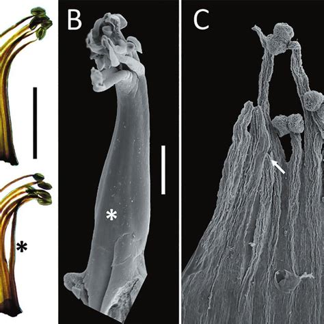 Morphology of androecium. A -Tipuana tipu, monadelphous androecium... | Download Scientific Diagram