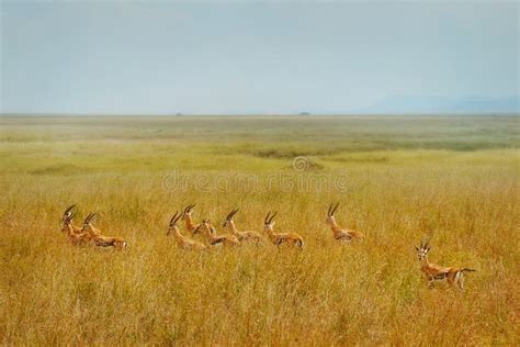 Herd of Thomson`s Gazelle Eudorcas Thomsonii in Serengeti National Park ...