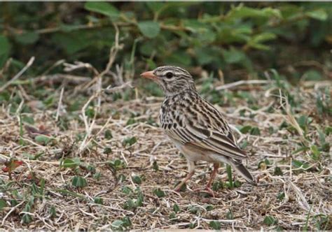 Lark Symbolism: 11 Spiritual Meanings of Lark