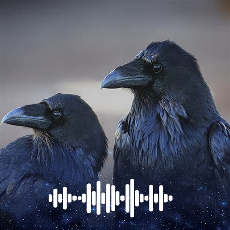 Raven sounds Ringtones for PC / Mac / Windows 11,10,8,7 - Free Download ...