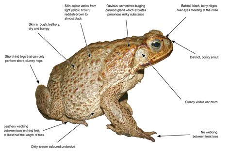 [DIAGRAM] Er Diagrams In Toad - MYDIAGRAM.ONLINE