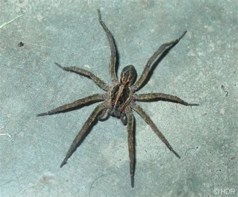 Wolf Spider Bite: Identification and Treatment Guide