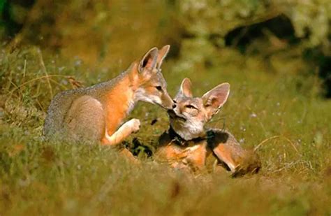 Kit Fox - Description, Habitat, Image, Diet, and Interesting Facts