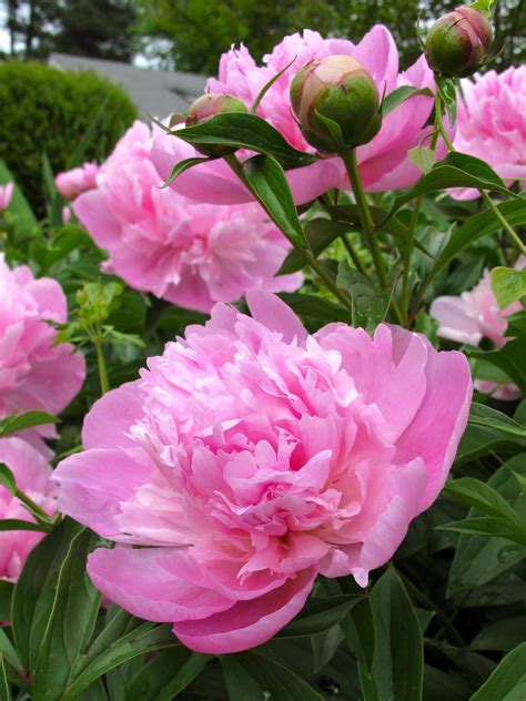 Pink Peonies | DIY