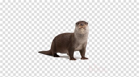 river otter clipart 10 free Cliparts | Download images on Clipground 2024