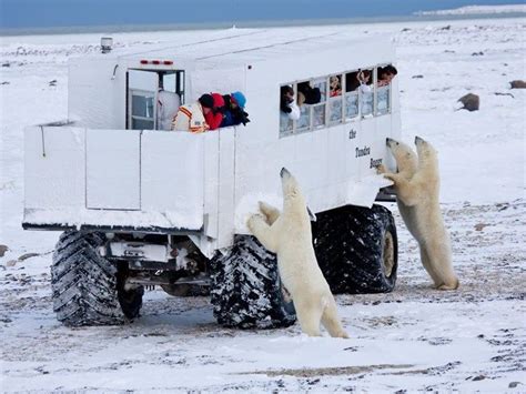 A Fascinating Glimpse Into Churchill, Canada's Polar Bears Town | Polar bear, Polar, Churchill ...