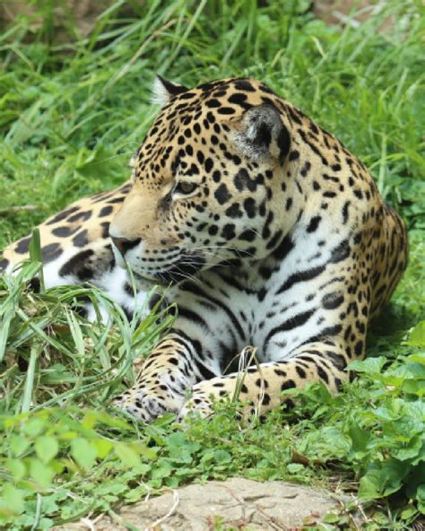 50,000 Acres Taken from Jaguar Habitat in Court Ruling - The Animal Rescue Site News