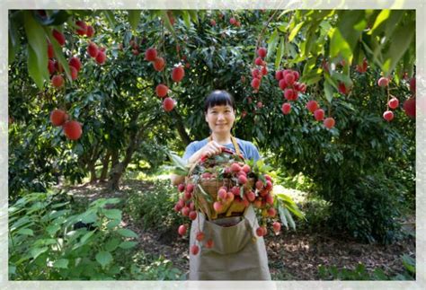 Growing Lychee Fruit - Al Ardh Alkhadra