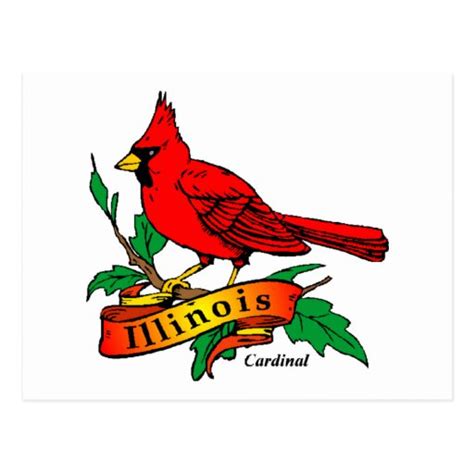 Illinois State Bird - Cardinal Postcard | Zazzle