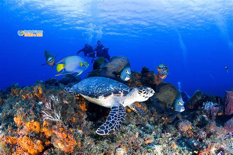 Scuba Diving Sharm el Sheikh Egypt | Best Diving Center in Sharm