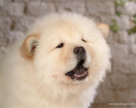 Chow Chow Puppy Wallpaper - Puppies Wallpaper (13936747) - Fanpop