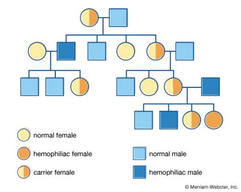 pedigree | Definition, Breeding, & Symbols | Britannica.com