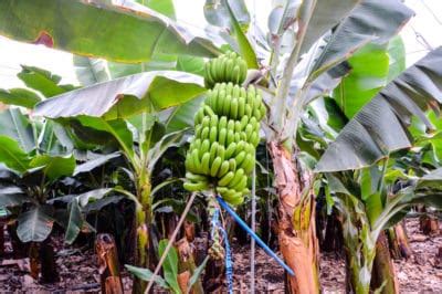 How to Grow Bananas » Top Tips for Success