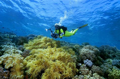 Marine Life Sightings - Wakatobi Flow | Wakatobi Flow