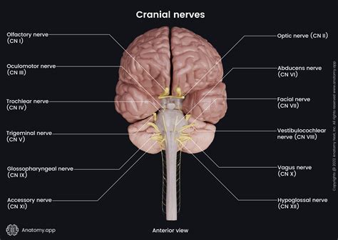 Brainstem Cranial Nerves