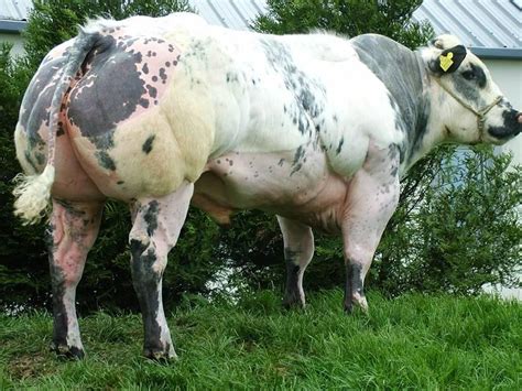 The cream of Belgian Blue cattle compete for coveted title at Ploughing 15 September 2015 Free