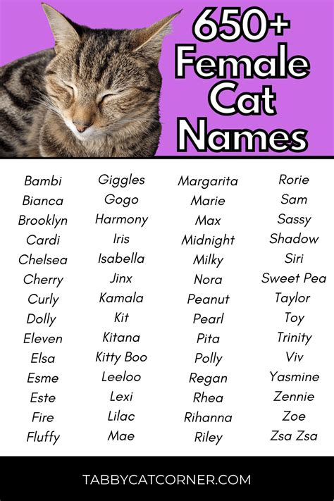 Best 653 Catchy Female Cat Names in 2024