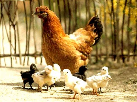 Hen with Chicks Wallpapers | Hens Wallpapers | Wallpaper HD And Background