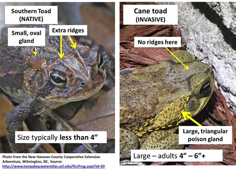 The Poisonous Cane Toad - Florida RV Trade AssociationFlorida RV Trade Association