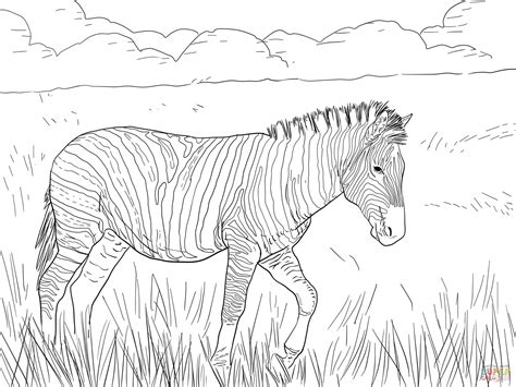 Zebra Coloring Pages for Adults | Thousand of the Best printable coloring pages for kids!