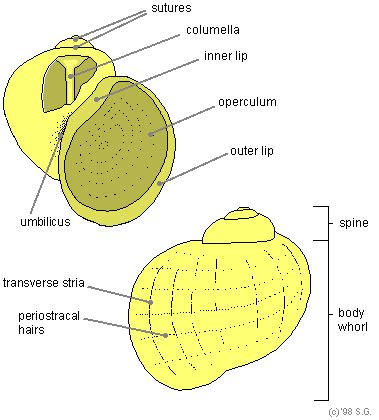 Gastropod Shell Anatomy