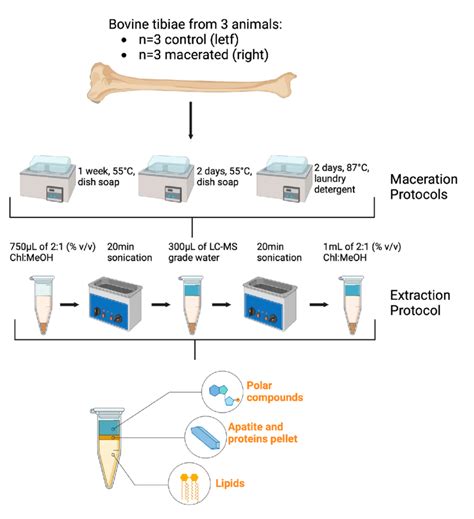 Schematic representation of maceration protocols and compound extraction. | Download Scientific ...