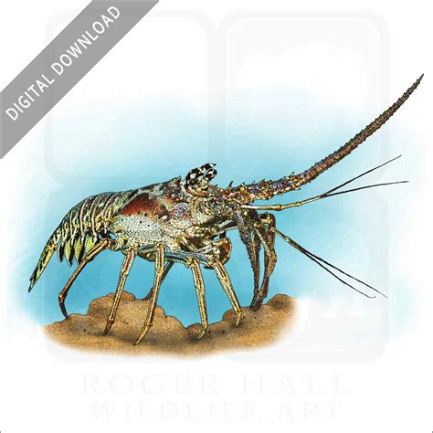 Caribbean Spiny Lobster - Signed Fine Art Print - inkart