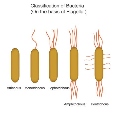 classification of bacteria on the basis of Flagella,atrichous, monotrichous, lophotrichous ...