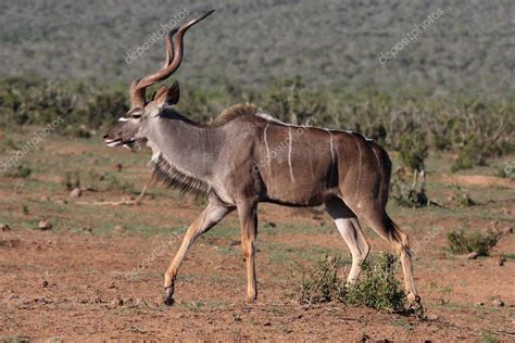 Kudu Antelope — Stock Photo © fouroaks #2800945