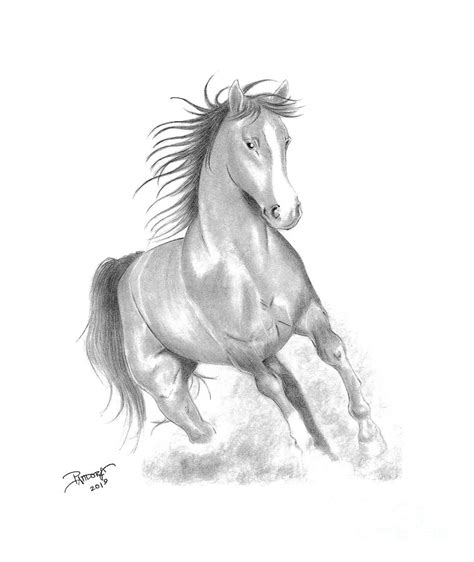 Galloping Horse Drawing by Pandora Art - Pixels