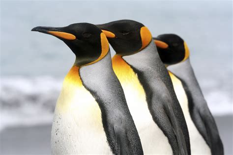 Pictures Of Animals Living In The Polar Regions - the meta pictures