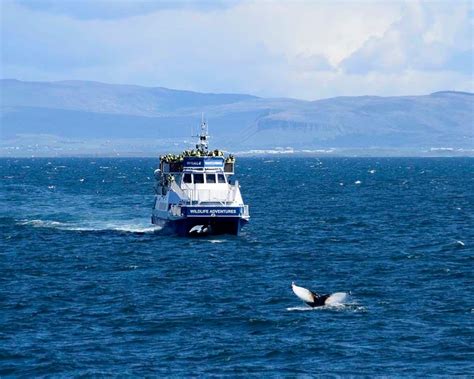 Whale watching in Reykjavík | OutdoorTrip