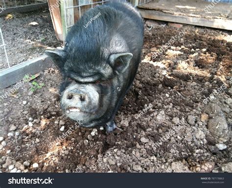 Wilbur Pig Stock Photo 787178863 | Shutterstock