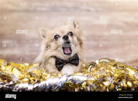 Chihuahua in costume Stock Photo - Alamy