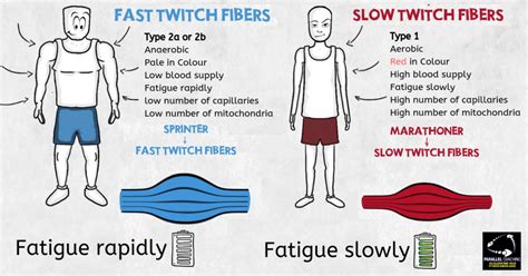 Why Can't I understand key muscle fibre types - different muscle fibre ...