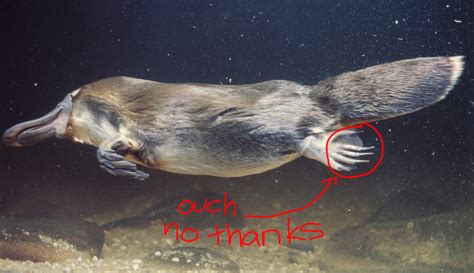 11 Reasons Platypuses Are Cool As Hell