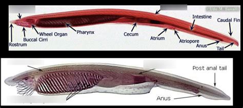 Lancelet anatomy Diagram | Quizlet