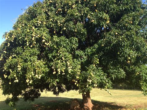 Ellen on Spruce: Mango Season at Yellow Plum Farm