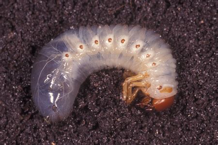 Learn About Grub Worms | Grub Worm Identification | Hulett Pest Control