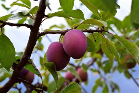 Plum Tree Care - How To Grow And Care For The Plum Tree