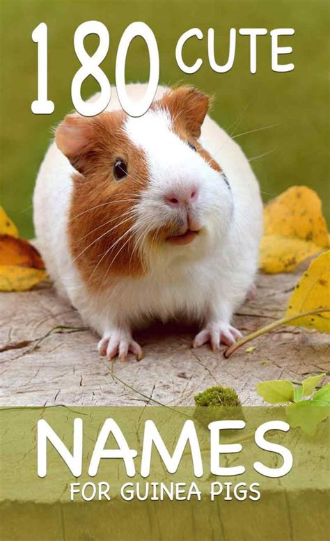 Cute Guinea Pig Names - Over A Hundred & Fifty Names To Choose From