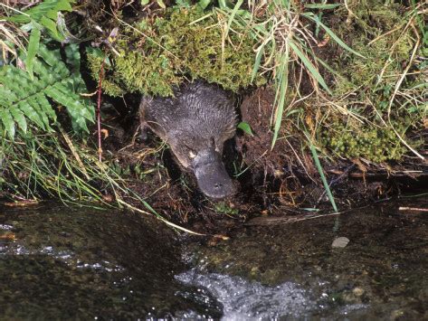 Image - Platypus in its habitat.jpg - Cryptid Wiki - Wikia