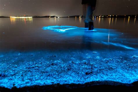 Florida Bioluminescent Kayaking Tours near Orlando and Cocoa Beach