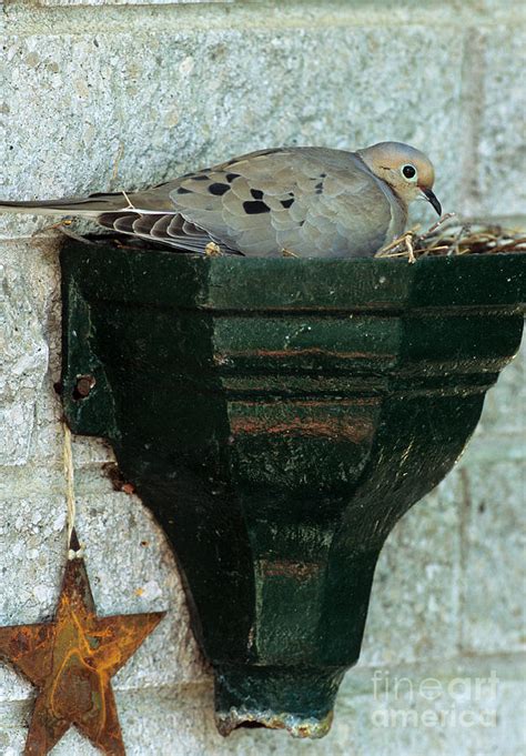 Mourning Dove In Nest Photograph by William H. Mullins