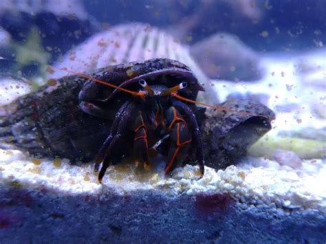 Hermit Crabs: Characteristics, care, breeding and more