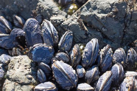 Blue Mussels | Stock Photos ~ Creative Market