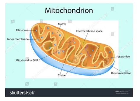 Labeled Diagram Of The Mitochondria Structure Of Mitochondri