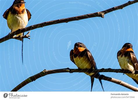 Swallow. Set of swallows. Portrait of a flying swallow in front of a ...