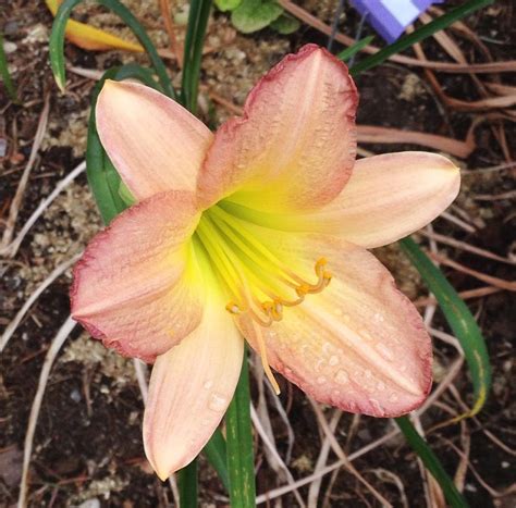 Looking for late blooming daylilies to extend the bloom season. Any ideas? in the Daylilies ...