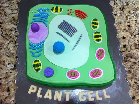 Plant Cell Cake | Plant cell model, Cell model, Plant cell project